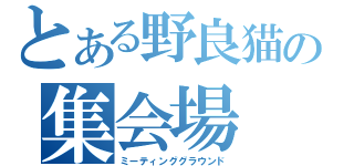 とある野良猫の集会場（ミーティンググラウンド）