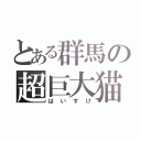 とある群馬の超巨大猫（はいすけ）