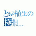 とある植生の極相（クライマックス）