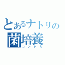 とあるナトリの菌培養（コンタミ）