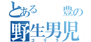 とある  豊の野生男児（ゴリラ）