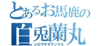 とあるお馬鹿の白兎蘭丸（シロウサギランマル）