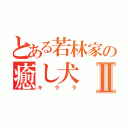 とある若林家の癒し犬Ⅱ（キララ）