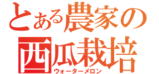 とある農家の西瓜栽培（ウォーターメロン）