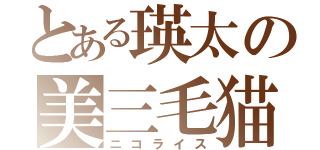 とある瑛太の美三毛猫（ニコライス）