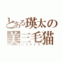 とある瑛太の美三毛猫（ニコライス）