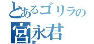 とあるゴリラの宮永君（聖）