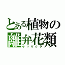 とある植物の離弁花類（ヤマザクラ）