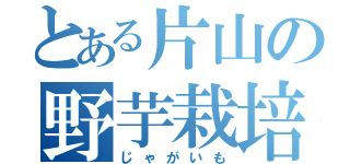 とある片山の野芋栽培（じゃがいも）