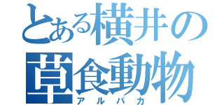 とある横井の草食動物（アルパカ）