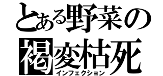 とある野菜の褐変枯死（インフェクション）