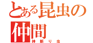 とある昆虫の仲間（神斬り虫）