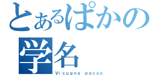 とあるぱかの学名（Ｖｉｃｕｇｎａ ｐａｃｏｓ）