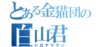 とある金猫団の白山君（シロヤマクン）