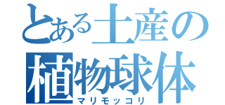 とある土産の植物球体（マリモッコリ）
