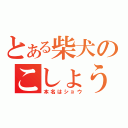 とある柴犬のこしょう（本名はショウ）