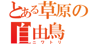 とある草原の自由鳥（ニワトリ）