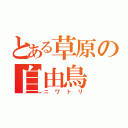 とある草原の自由鳥（ニワトリ）