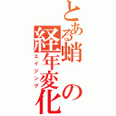 とある蛸の経年変化（エイジング）