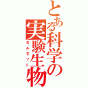 とある科学の実験生物（モルモット）