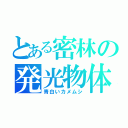 とある密林の発光物体（青白いカメムシ）