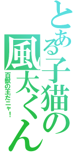 とある子猫の風太くん（百獣の王だニャ！）