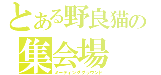 とある野良猫の集会場（ミーティンググラウンド）