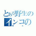 とある野生のインコの（群れ）