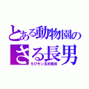 とある動物園のさる長男（ちびモン五右衛吉）