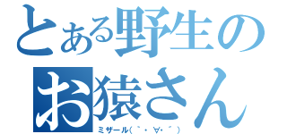 とある野生のお猿さん（ミザール（｀・∀・´））