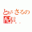 とあるさるの配信（面白い）