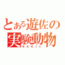 とある遊佐の実験動物（モルモット）