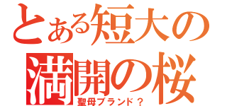 とある短大の満開の桜（聖母ブランド？）