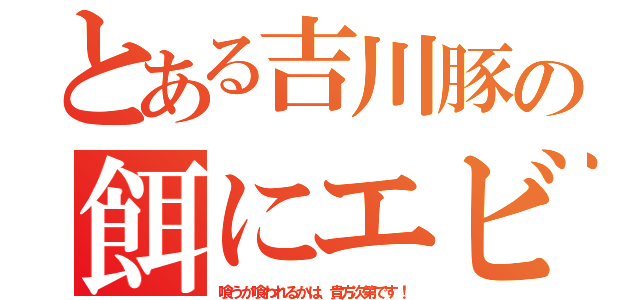 とある吉川豚の餌にエビ（喰うか喰われるかは、貴方次第です！）