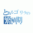 とあるゴリラの繁殖期（発情期）