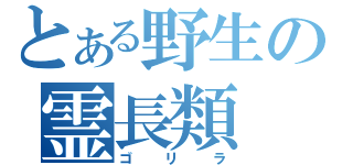 とある野生の霊長類（ゴリラ）