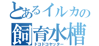 とあるイルカの飼育水槽（ドコドコヤッター）