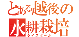 とある越後の水耕栽培（ライスボール）