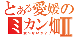 とある愛媛のミカン畑Ⅱ（食べないか？）