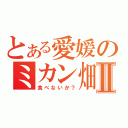 とある愛媛のミカン畑Ⅱ（食べないか？）