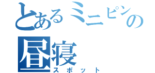 とあるミニピンの昼寝（スポット）