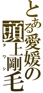 とある愛媛の頭上剛毛（タワシ）