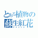 とある植物の蘇生紅花（アマリリス）