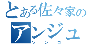 とある佐々家のアンジュたん（ワンコ）