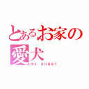 とあるお家の愛犬（ｍｙ ａｎｇｅｌ）