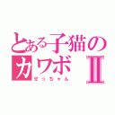 とある子猫のカワボⅡ（せっちゃん）