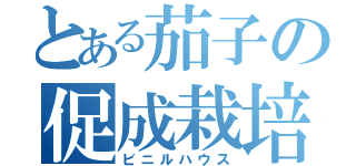 とある茄子の促成栽培（ビニルハウス）