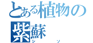 とある植物の紫蘇（シソ）