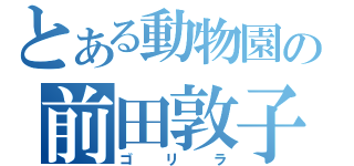 とある動物園の前田敦子（ゴリラ）