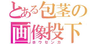 とある包茎の画像投下（ホウセンカ）